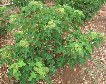 Jatropha curcas plant